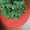 Northlight Christmas Tree Skirt with Scalloped Edge - 38" - Red